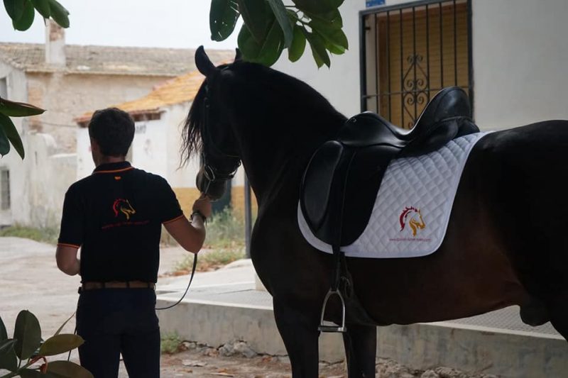 Andalusians Horses from Spanish Horses Sales