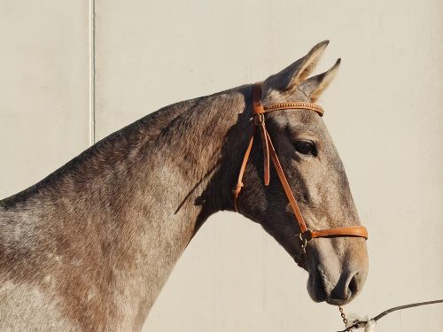 Andalusian Filly/ Spanish Horses Sales